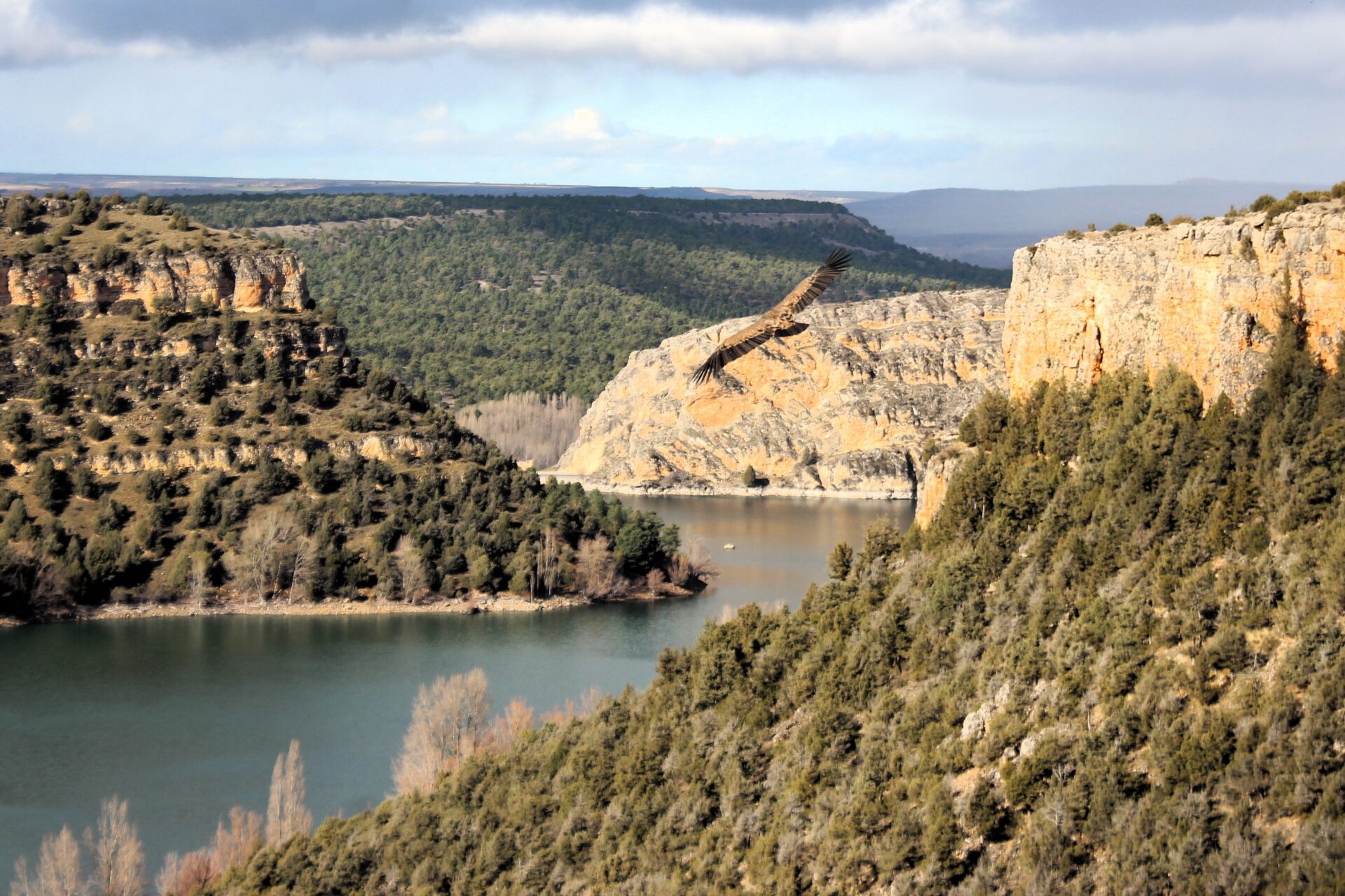 Buitres leonados por las Hoces río Duratón