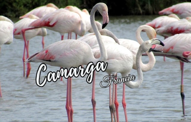Dónde ver flamencos en la Camarga