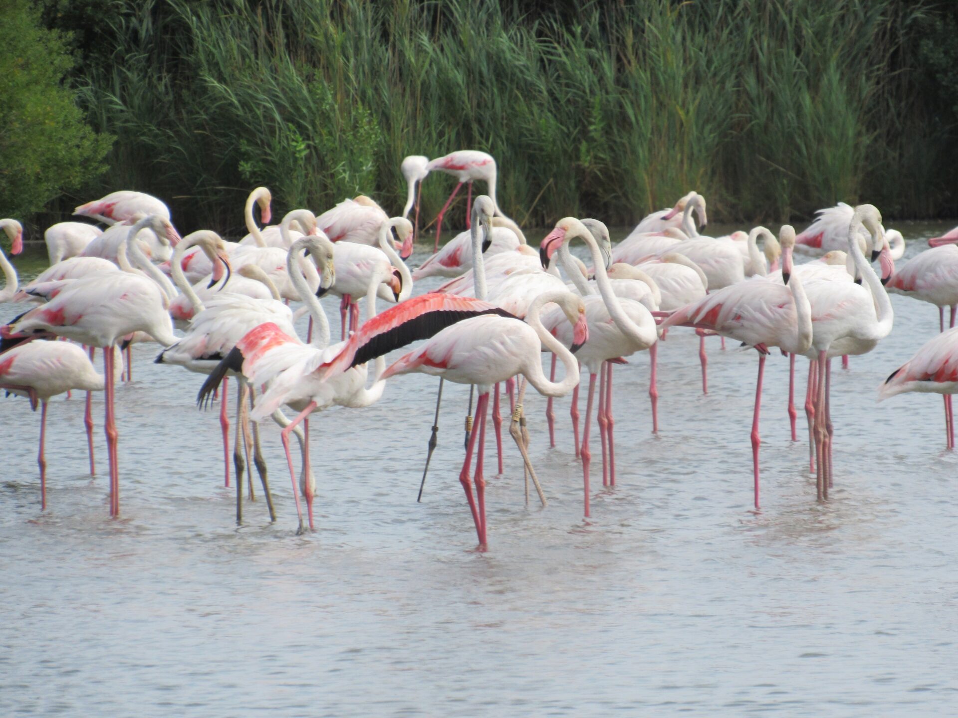 Flamencos en el Parque Ornitológico de Pont de Gau Parque Ornitológico Pont de Gau Francia