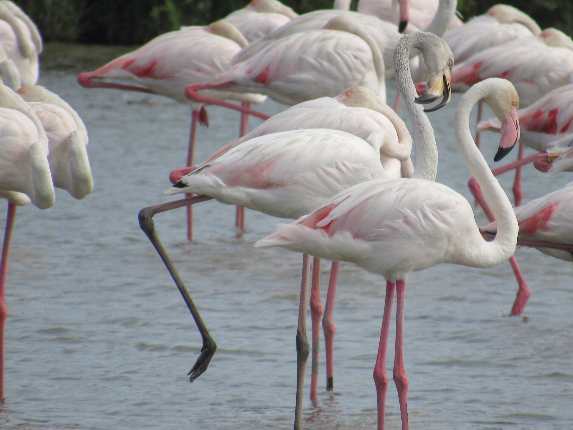Flamencos rosas y grises Flamencos de cerca