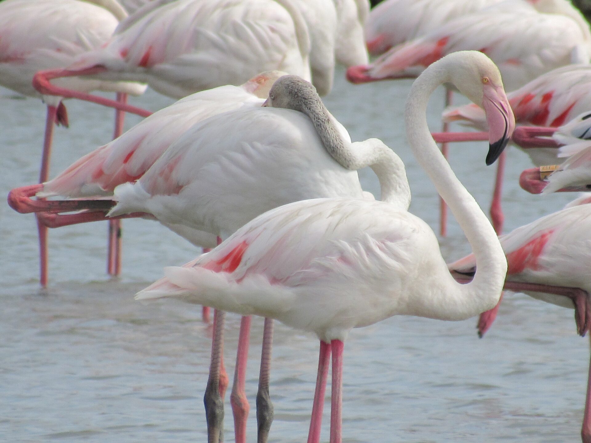 Flamencos en el Delta del Ródano Francia Dónde ver flamencos en la Camarga