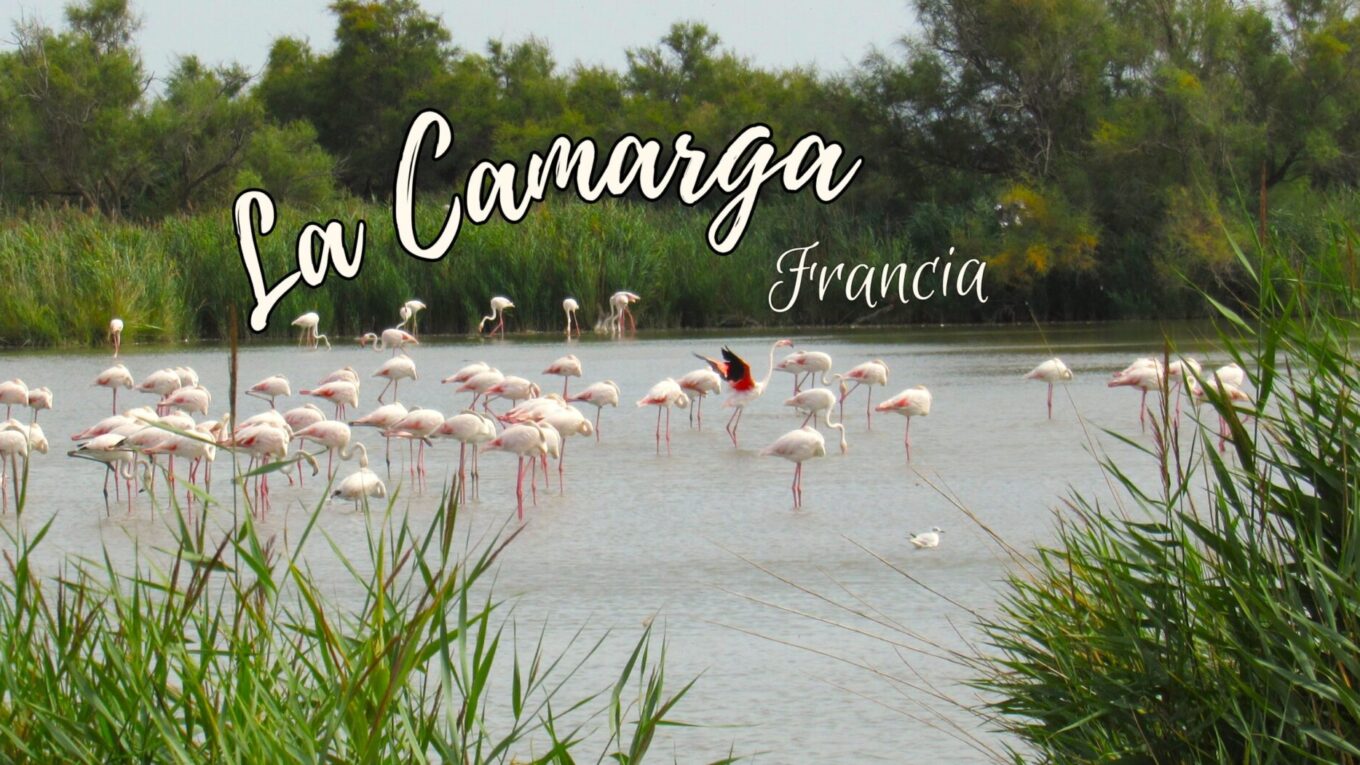 Qué ver en la Camarga francesa