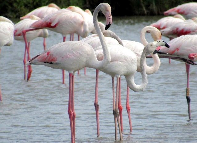 Dónde ver flamencos en la Provenza