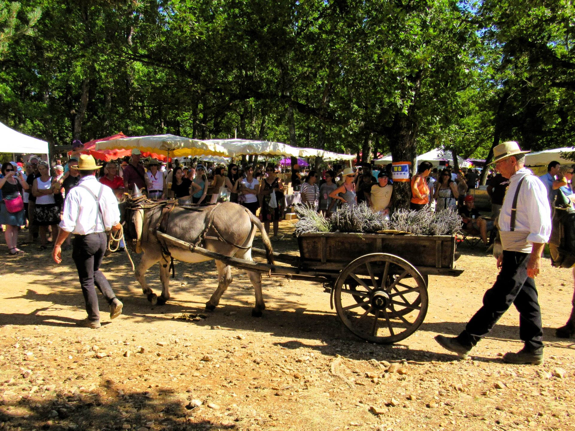 Fiesta de lavanda en Provence