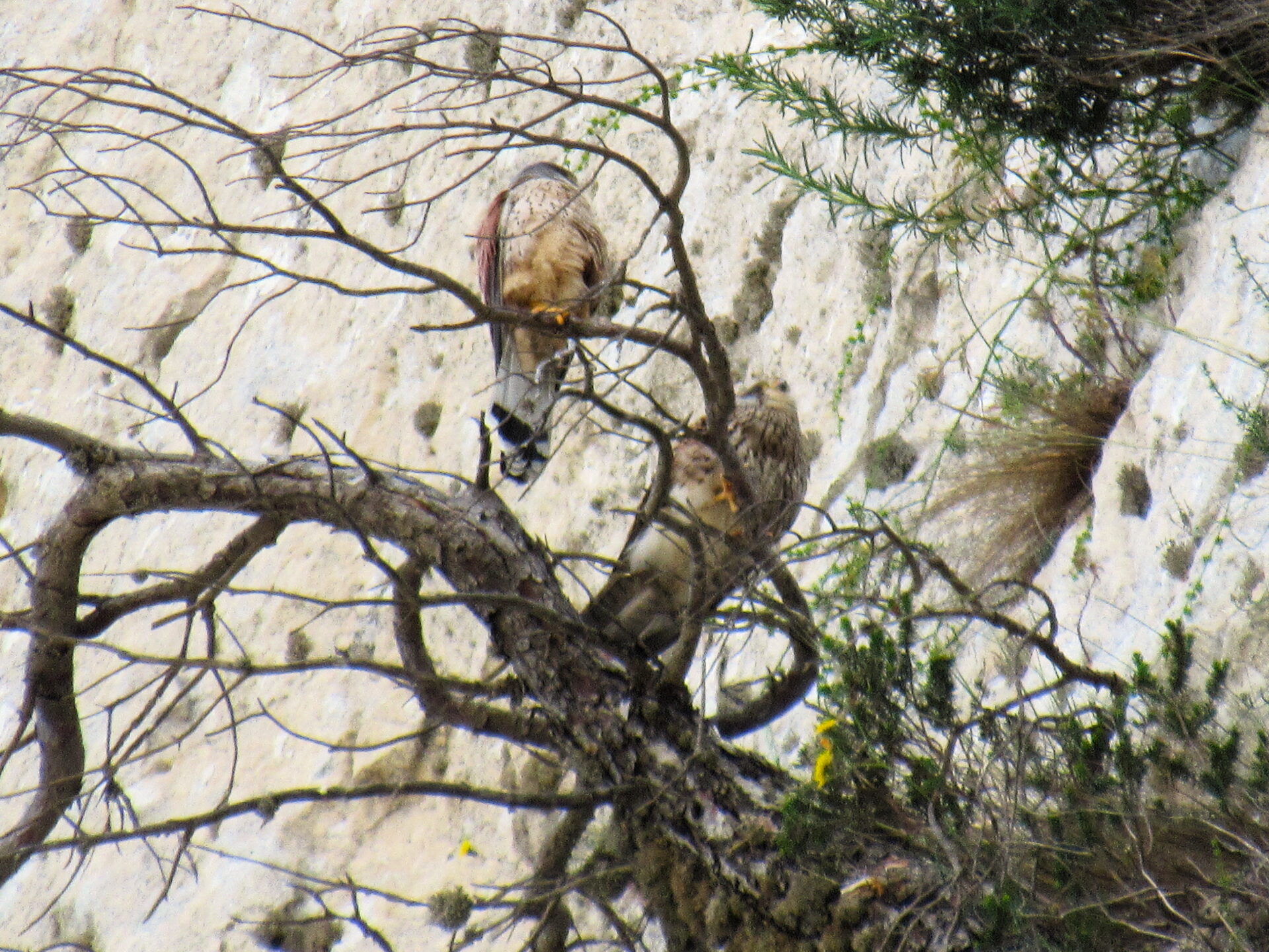 Aves rapaces Halcón peregrino