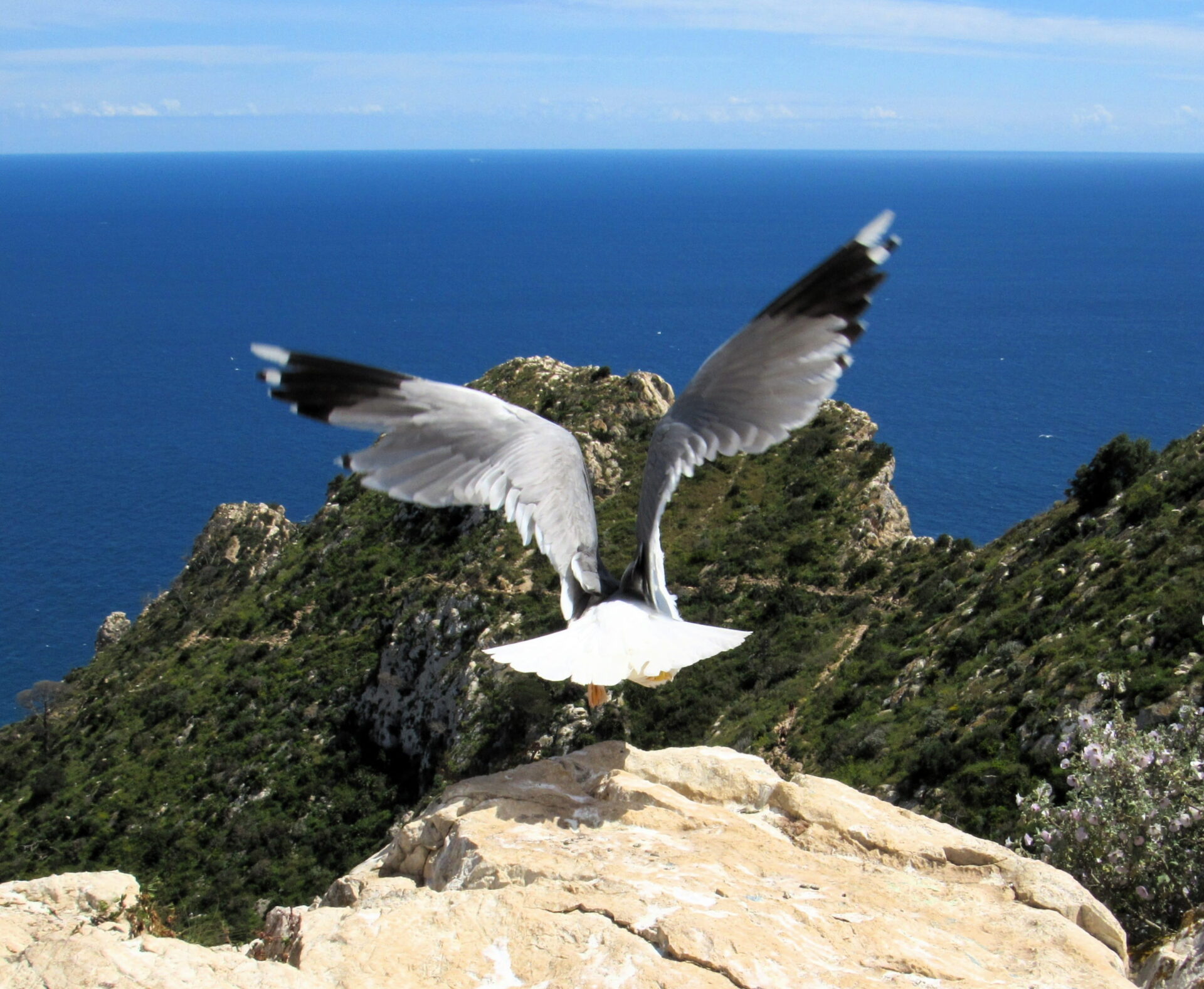 Peñón de Ifach Gaviota Patiamarilla en el mar