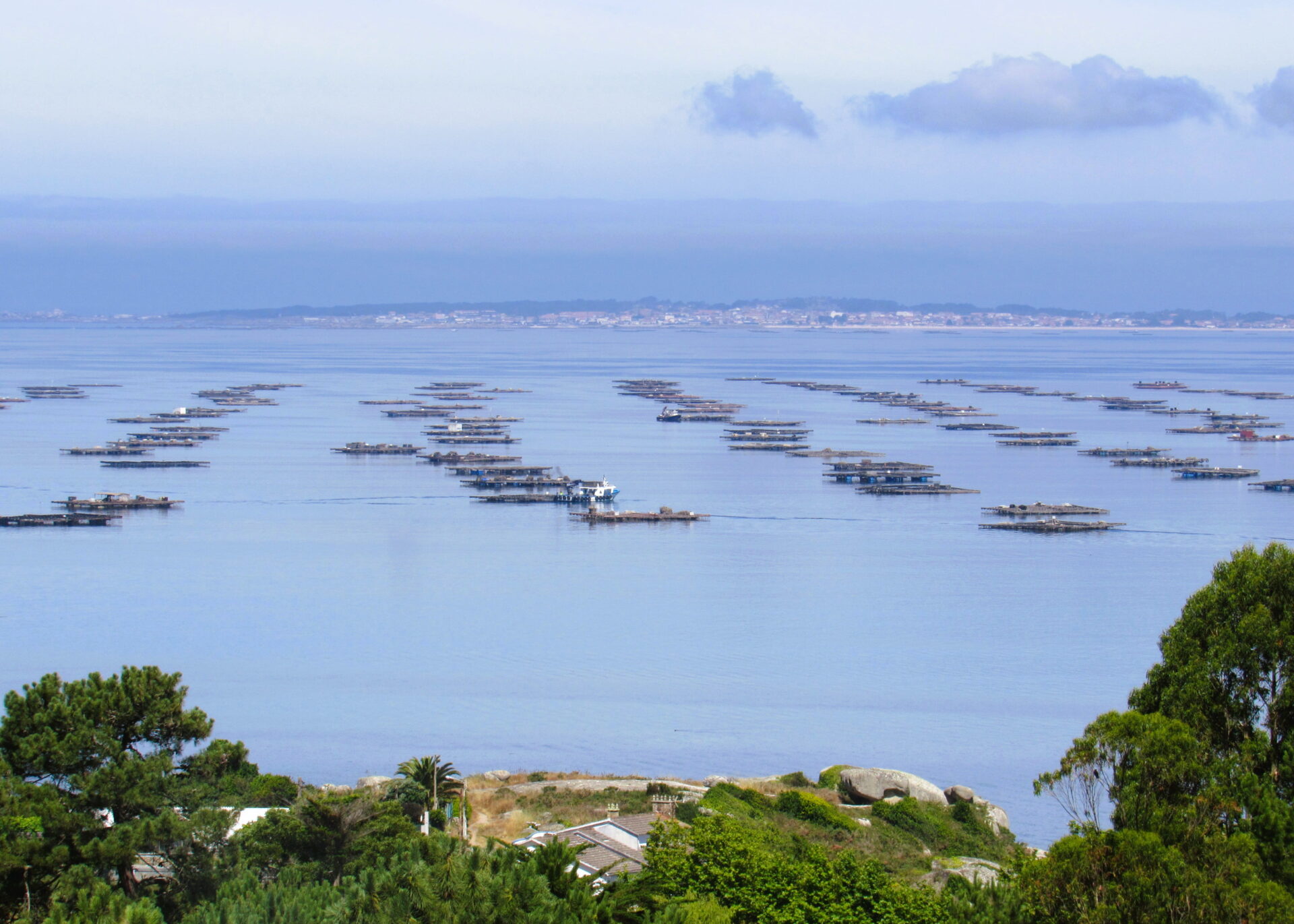Bateas de mejillones en la Ría de Arousa
